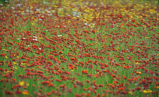 Carpet Of Wildflowers 01813