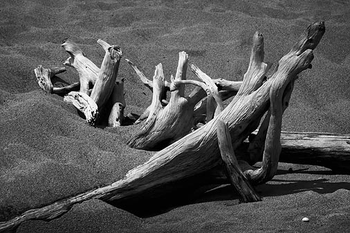 Bleached Tree Bones 20090702