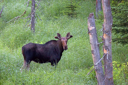 Curious Moose 02928