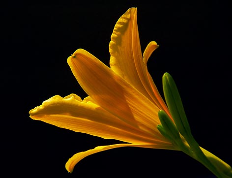 Lily 03518