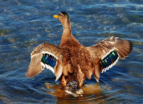 Fanning Its Wings 04312