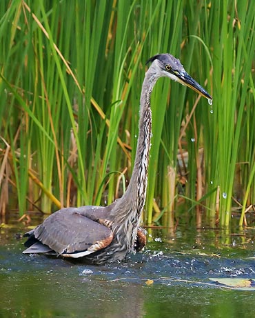 Heron Dripping 50179