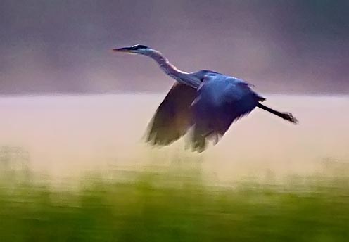 Dawn Heron In Flight 20090815