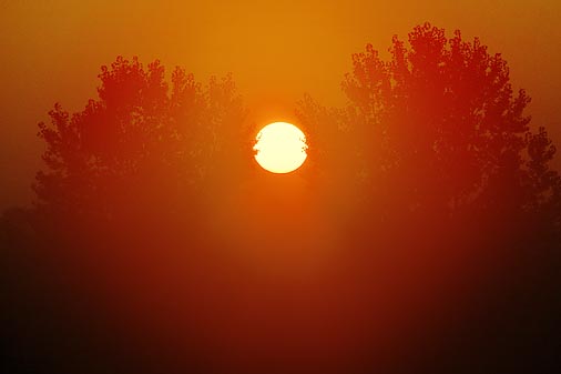 Foggy Sunrise Between Two Trees 05376