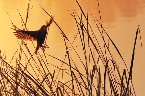 Landing On River Grass 06094