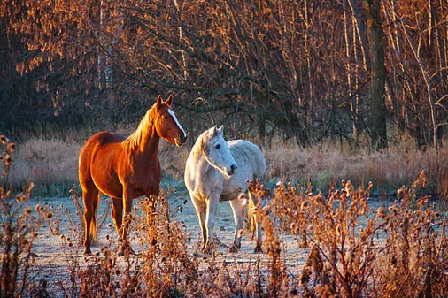 Two Horses On A Frosty Morning 20091111