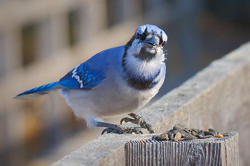 Gee, Are These Seeds For Me? 52398