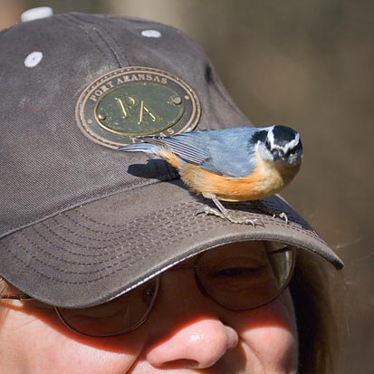 Red-breasted Nuthatch 52386