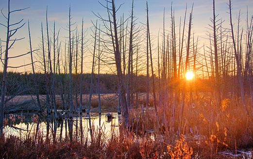 Marsh Sunrise 10768