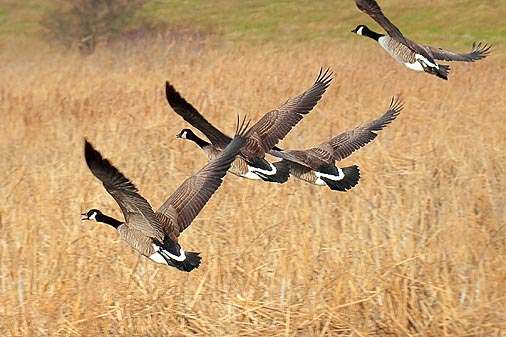 Geese Taking Flight 20091121