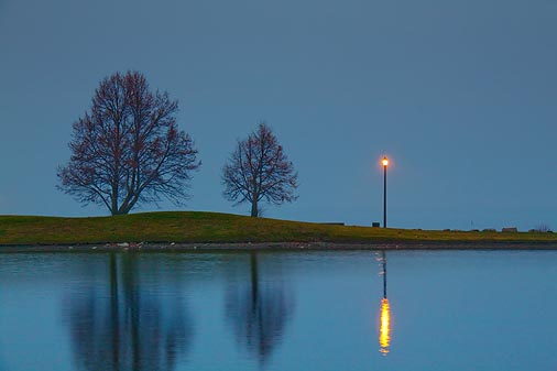 Two Trees & LIght 10975