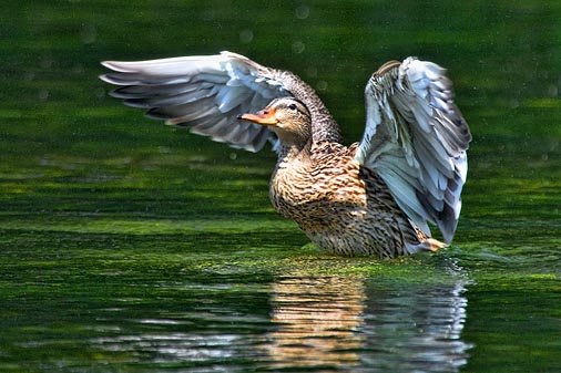 Stretching Its Wings 20100716