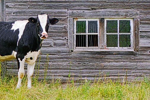 Cow Beside Barn Windows P1010976