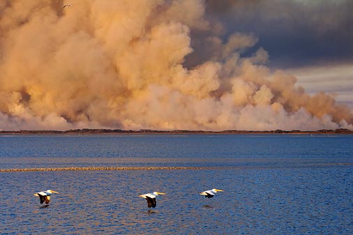 Pelicans In Flight 39778