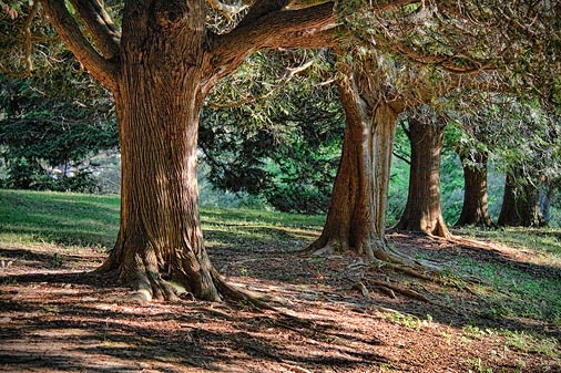 Old Trees In A Row 19525
