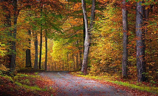 Autumn Backroad 20100924