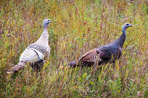 Wild Turkeys 23434-5