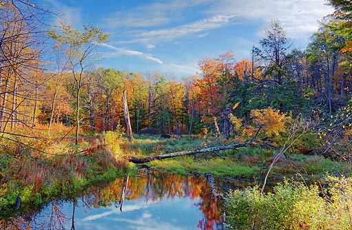 Autumn Marsh 23278-80
