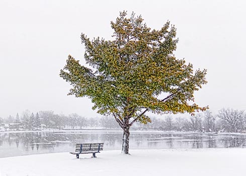 Snowfall On The Canal 20101206