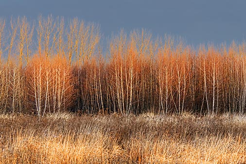 Field Of Birch 02530