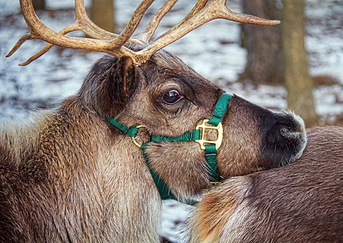 Reindeer Closeup 03947