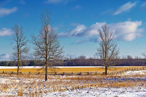 Three Bare Trees 04543