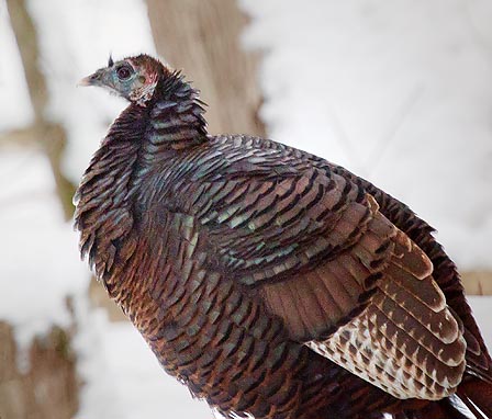 Wild Turkey 20110111