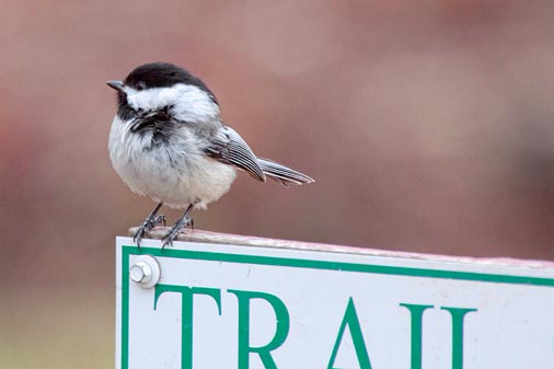 Chickadee On A Sign 24810