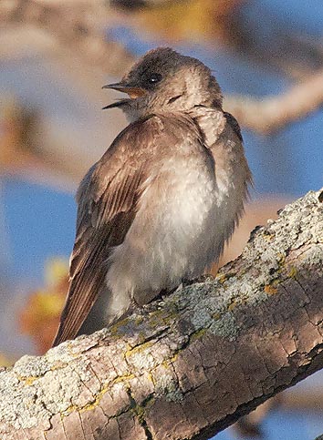 Perched Swallow 25015