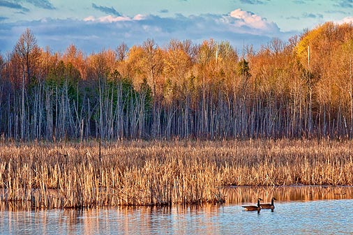 Marsh At Sunrise 20110508