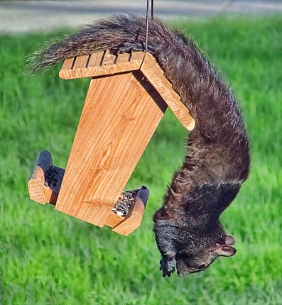 Squirrel Feeder 20110509