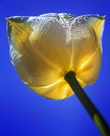 Lowdown Tulip 20110511