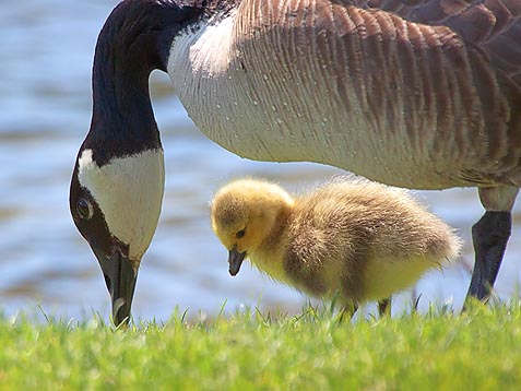 Goose & Gosling 20110512