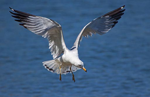 Gull In Flight 25098