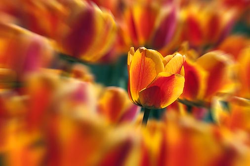 Red & Yellow Tulips 25156