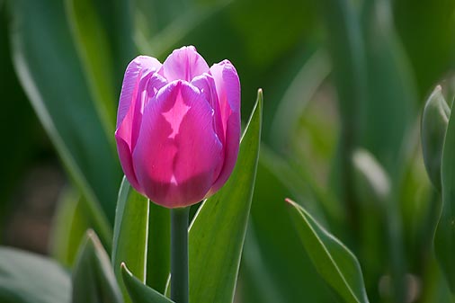 Backlit Purple Tulip 25199