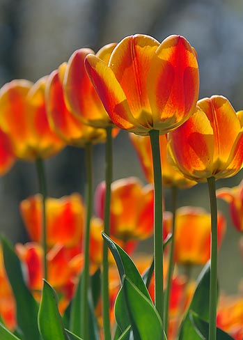 Backlit Orange Tulips 09726