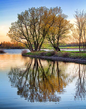 Trees At Sunrise 09690