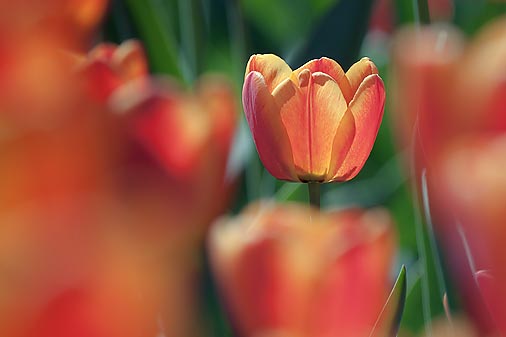 Red & Orange Tulip 25161