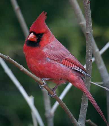 Cardinal On A Branch 24791