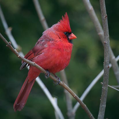 Cardinal On A Branch 24792