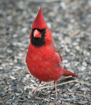 Cardinal On The Ground 24776