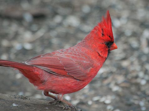 Cardinal On The Ground 24781