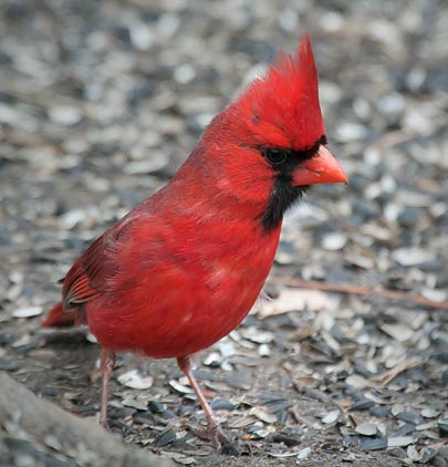 Cardinal On The Ground 24785