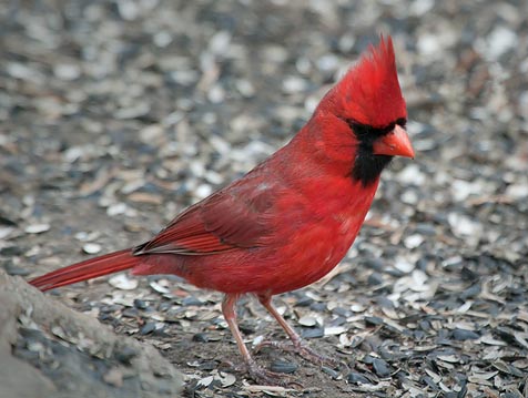 Cardinal On The Ground 24786