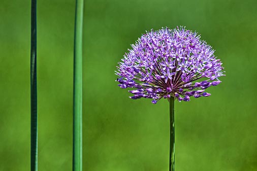 Purple Flower 25405