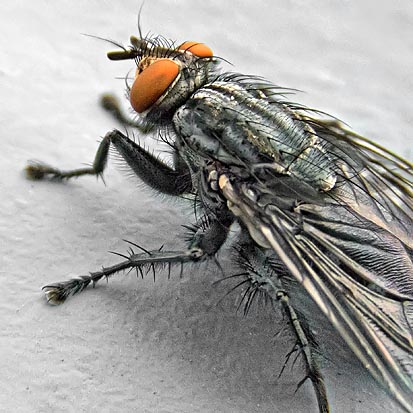 Fly Closeup DSCF01835