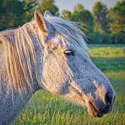 Horse Head At Sunset 20110603