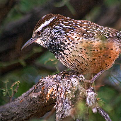 Cactus Wren 74604