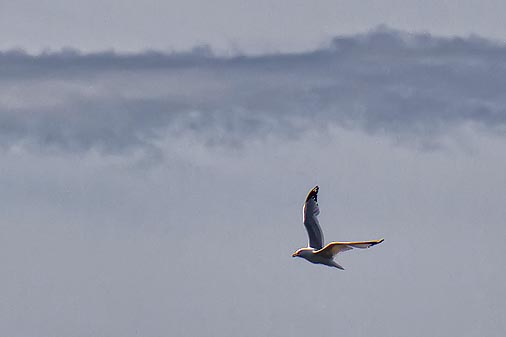 Gull In Flight 12521